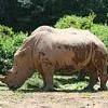 Rhino1