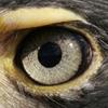 EagleEyedJock