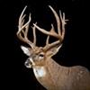 MizzBowhunter