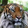 ligerwoods62