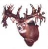 Buck1951