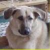OldBeachdog