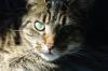 Catso
