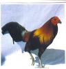 RoosterUSA