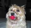NoSuchDog