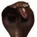 cobra4