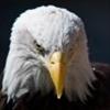 HOEAGLE