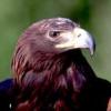 HAWK64