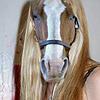 CrazyHorses