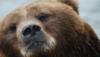 Bearldf