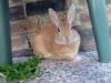 fluffton