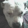 cindythepitbull
