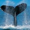 searider78