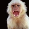 MonkeyFuu