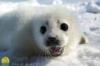 sealseal