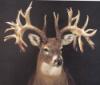 MizzBowhunter