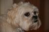 rsdawg