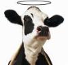Woocow2009