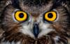 swiftowl