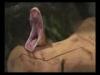 snakeferret