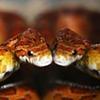 snakeferret