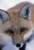 Smallfox493