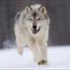 greywolfpv