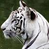 waynewhitetiger