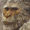 yetti1