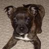lilpup